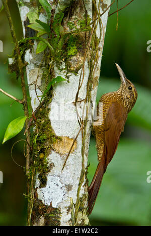 Black-banded Baumsteiger (Dendrocolaptes Picumnus) thront auf einem Ast in Peru. Stockfoto