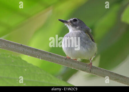 Schwarz-capped Pygmäen-Tyrann (Myiornis Atricapillus) thront auf einem Ast in Costa Rica. Stockfoto