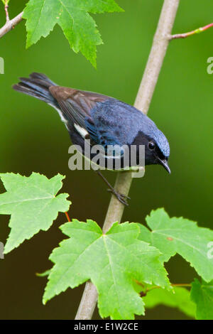 Black-throated blaue Grasmücke (Dendroica Caerulescens) thront auf einem Ast in Ost-Ontario, Kanada. Stockfoto