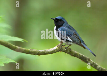 Black-throated blaue Grasmücke (Dendroica Caerulescens) thront auf einem Ast in Ost-Ontario, Kanada. Stockfoto