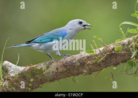 Blau-graue Tanager (Thraupis Episcopus) thront auf einem Ast in Costa Rica. Stockfoto