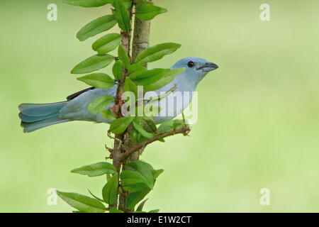 Blau-graue Tanager (Thraupis Episcopus) thront auf einem Ast in Peru. Stockfoto