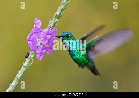 Blau-tailed Emerald (Chlorostilbon Mellisugus) fliegen während der Fütterung auf eine Blume in Peru. Stockfoto