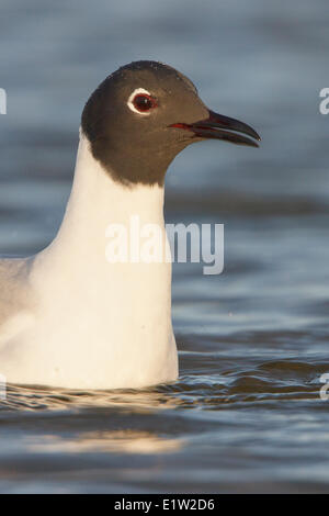 Bonapartes Gull, Chroicocephalus Philadelphia, schwimmen auf dem Teich in Churchill, Manitoba, Kanada. Stockfoto