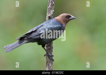 Unter der Leitung von Brown Kuhstärlinge, Molothrus Ater, thront auf einem Ast in Ost-Ontario, Kanada. Stockfoto