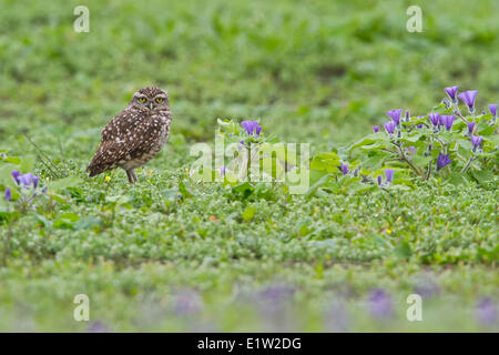 Kanincheneule (Athene Cunicularia) thront auf dem Boden in Peru. Stockfoto