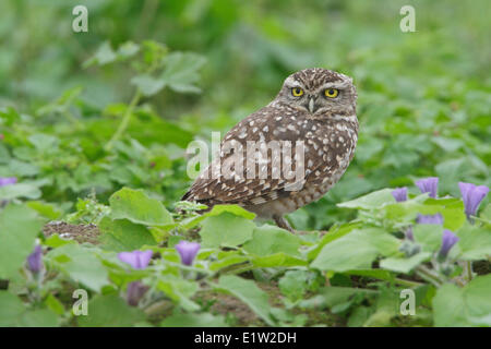 Kanincheneule (Athene Cunicularia) thront auf dem Boden in Peru. Stockfoto