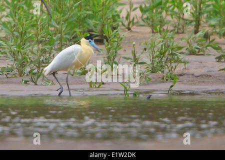 Heron (Pilherodius Pileatus) Fütterung entlang der Küste in Peru begrenzt. Stockfoto