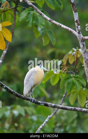 Angeschnittene Ärmel Heron (Pilherodius Pileatus) thront auf einem Ast in Ecuador. Stockfoto