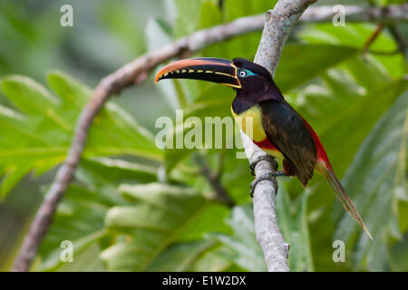 Kastanien-Schmuckschildkröte Aracari (Pteroglossus Castanotis) thront auf einem Ast in Peru. Stockfoto