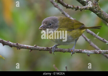 Gemeinsamen Bush Tanager, Chlorospingus Flavopectus, thront auf einem Ast in Peru. Stockfoto