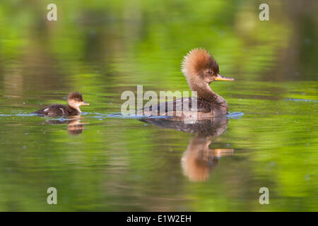 Gemeinsamen Prototyp, Mergus Prototyp, schwimmen auf einem Süßwasser Teich in Ost-Ontario, Kanada. Stockfoto