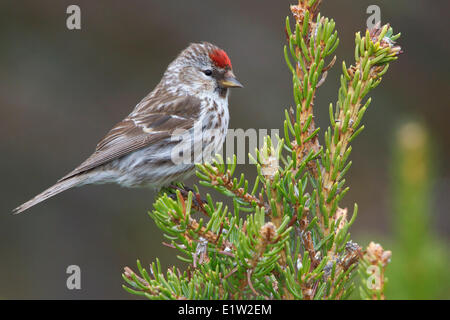 Gemeinsame Redpoll (Zuchtjahr Flammea) thront auf einem Ast in Churchill, Manitoba Kanada. Stockfoto