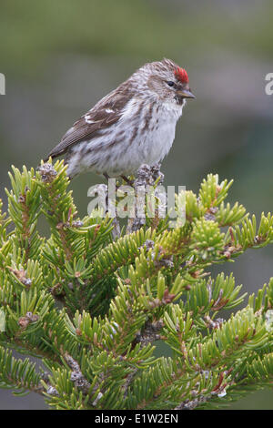 Gemeinsame Redpoll (Zuchtjahr Flammea) thront auf einem Ast in Churchill, Manitoba Kanada. Stockfoto