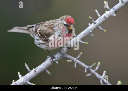 Gemeinsame Redpoll (Zuchtjahr Flammea) thront auf einem Ast in Churchill, Manitoba Kanada. Stockfoto