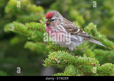 Gemeinsame Redpoll (Zuchtjahr Flammea) thront auf einem Ast in Churchill, Manitoba Kanada. Stockfoto