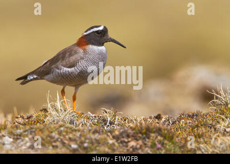 Matrizengeformte Sandpiper-Regenpfeifer (Phegornis Mitchellii) thront auf dem Boden im Hochland von Peru. Stockfoto