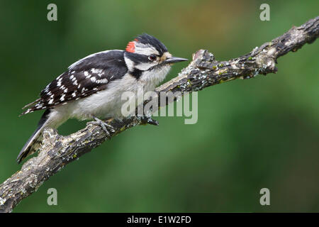 Dunenspecht (Picoides Pubescens) thront auf einem Ast in Ost-Ontario, Kanada. Stockfoto