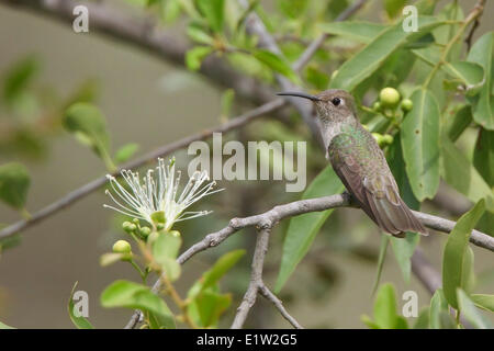 Tumbes Kolibri (Leukipp Baeri) thront auf einem Ast in Peru. Stockfoto