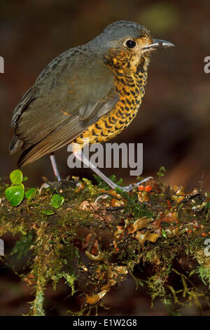 Gewellte Antpitta (Grallaria Squamigera) thront auf dem Boden in Peru. Stockfoto