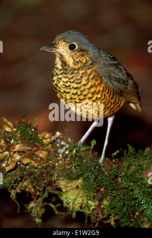 Gewellte Antpitta (Grallaria Squamigera) thront auf dem Boden in Peru. Stockfoto