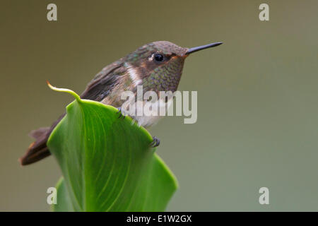 Vulkan-Kolibri (Selasphorus Flammula) thront auf einem Blatt in Costa Rica. Stockfoto