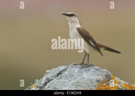 White-bellied Cinclodes (Cinclodes Palliatus) thront auf einem Felsen in Peru. Stockfoto