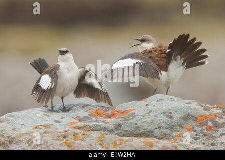 White-bellied Cinclodes (Cinclodes Palliatus) thront auf einem Felsen in Peru. Stockfoto