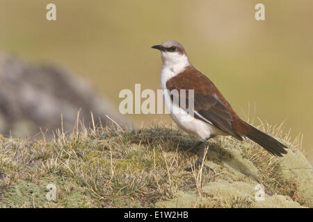 White-bellied Cinclodes (Cinclodes Palliatus) thront auf dem Boden im Hochland von Peru. Stockfoto