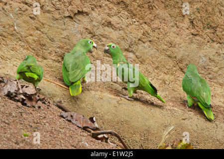 Gelb-gekrönter Amazone (Amazona Ochrocephala) Fütterung auf eine Salzlecke in Ecuador. Stockfoto