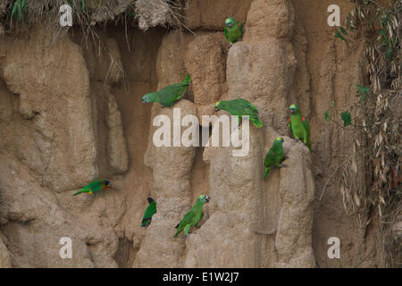 Gelb-gekrönter Papagei (Amazona Ochrocephala) thront und Fütterung auf Lehm im Amazonas Peru. Stockfoto