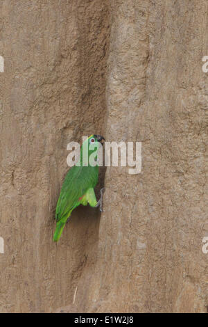 Gelb-gekrönter Papagei (Amazona Ochrocephala) thront und Fütterung auf Lehm im Amazonas Peru. Stockfoto