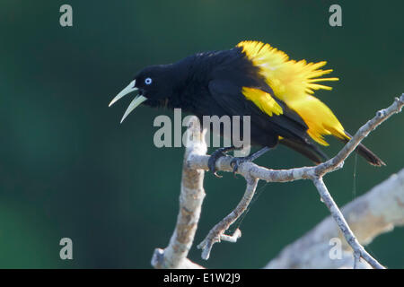 Gelb-Psephotus Cacique (Cacicus Cela) thront auf einem Ast in Peru. Stockfoto