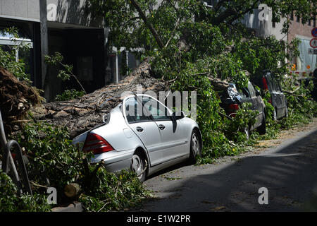 Düsseldorf, Deutschland. 10. Juni 2014. Ein umstürzenden Baum liegt auf drei Autos in Düsseldorf, 10. Juni 2014. North Rhine-Westphalia traf der schwerste Sturm im Jahre am 9. Juni 2014. Foto: MATTHIAS BALK/DPA/Alamy Live-Nachrichten Stockfoto