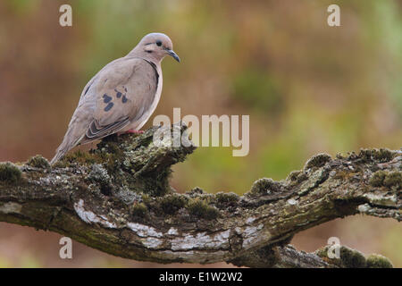 Eared Taube (Zenaida Auriculata) thront auf einem Ast in Peru. Stockfoto