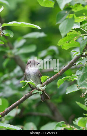 Östlichen Phoebe, Sayornis Phoebe, thront auf einem Ast in Ost-Ontario, Kanada. Stockfoto