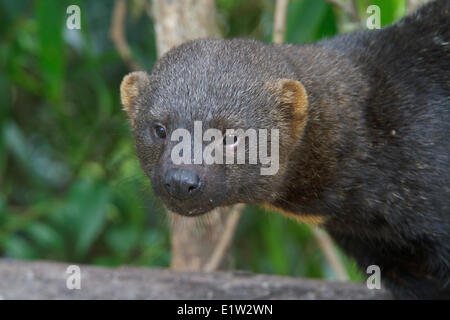 Tayra, Eira barbara Stockfoto