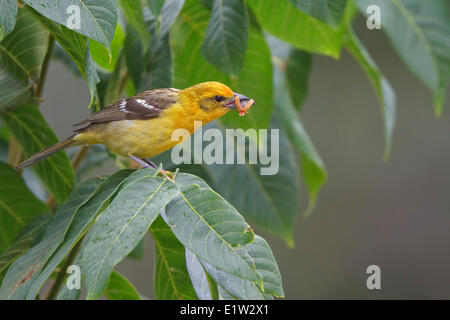 Flamme-farbige Voegel (Piranga Bidentata) thront auf einem Ast in Costa Rica. Stockfoto