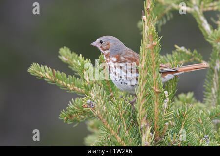 Fox-Spatz, Passerella Iliaca, thront auf einem Ast in Churchill, Manitoba Kanada. Stockfoto