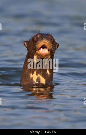 Riese Fischotter, Pteronura brasiliensis Stockfoto