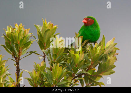 Grasgrün Tanager (Chlorornis Riefferii) thront auf einem Ast in Peru. Stockfoto