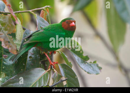 Grasgrün Tanager (Chlorornis Riefferii) thront auf einem Ast in Peru. Stockfoto