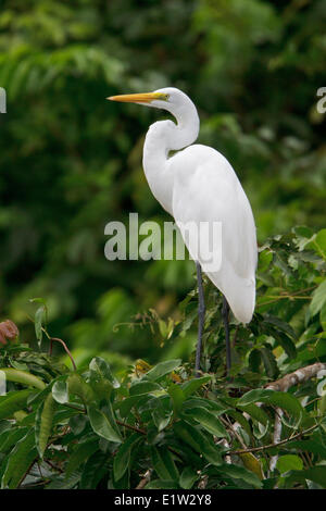 Silberreiher (Ardea Alba) thront auf einem Ast in Peru. Stockfoto