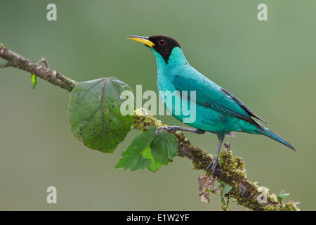 Grüne Kleidervogel (Chlorophanes Spiza) thront auf einem Ast in Costa Rica. Stockfoto