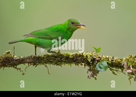 Grüne Kleidervogel (Chlorophanes Spiza) thront auf einem Ast in Costa Rica. Stockfoto
