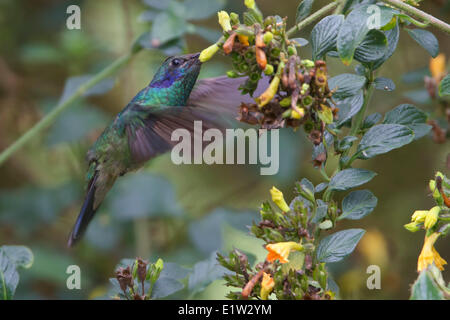 Grünes violett-Ohr (Colibri Thalassinus) fliegen und ernähren sich von einer Blume in Costa Rica. Stockfoto