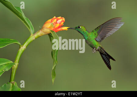 Grün-gekrönter brillant (Heliodoxa Jacula) fliegen und Fütterung eine Blume in Costa Rica. Stockfoto