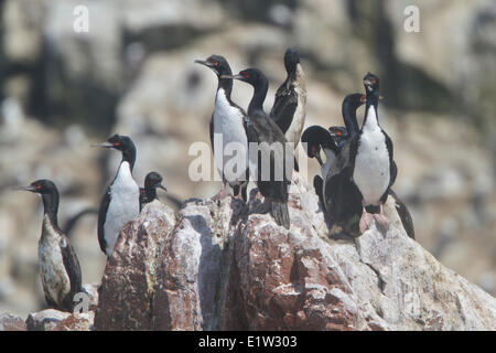 Guanay Kormoran (Phalacrocorax Bougainvillii) thront auf einem Felsen in Peru. Stockfoto