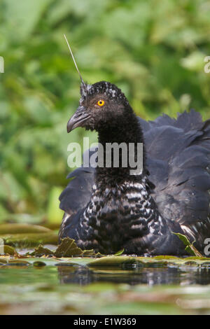 Gehörnte Screamer (Anhima Cornuta) Fütterung entlang der Küste in Peru. Stockfoto