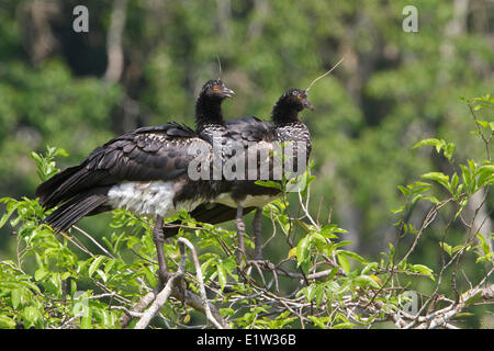 Gehörnte Screamer (Anhima Cornuta) Fütterung entlang der Küste in Peru. Stockfoto